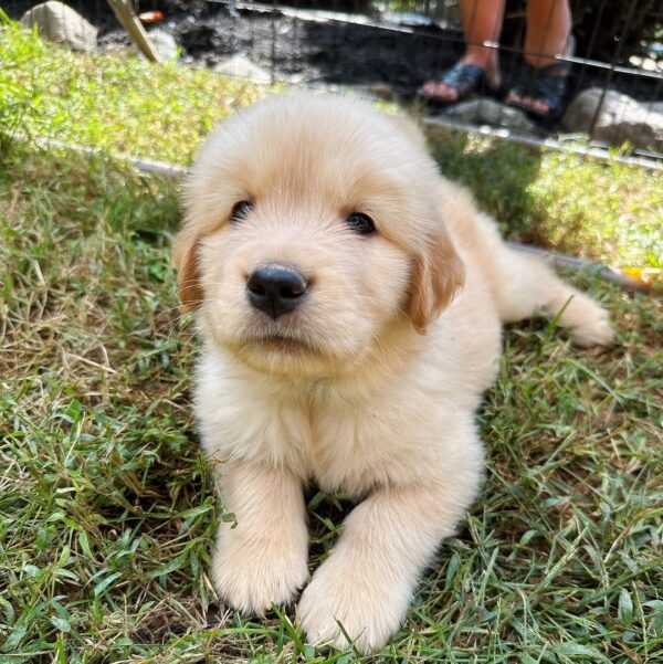 Golden Retriever Puppies Near Me